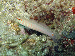 Amblygobius decussatus