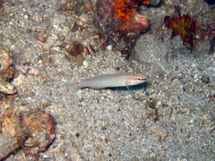 Amblygobius decussatus