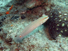 Amblygobius decussatus