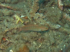 Amblygobius decussatus