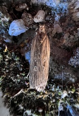 Helcystogramma triannulella