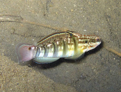 Amblygobius phalaena