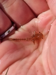 Chirocephalus diaphanus