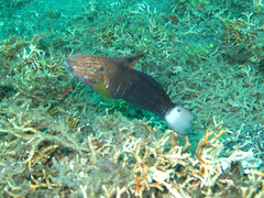 Amblygobius phalaena
