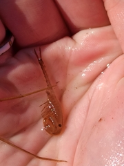 Chirocephalus diaphanus