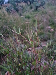 Cryptolepis oblongifolia