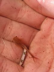 Chirocephalus diaphanus