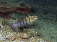 Amblygobius phalaena