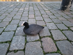 Fulica atra