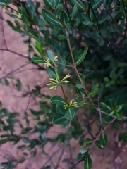 Cryptolepis oblongifolia