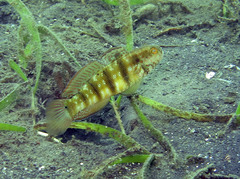 Amblygobius sphynx