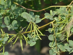 Indigofera tinctoria