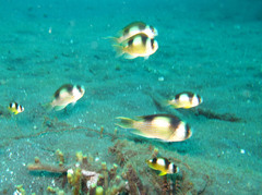 Amblypomacentrus breviceps