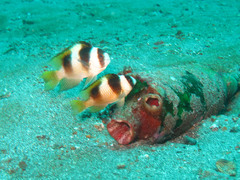 Amblypomacentrus breviceps