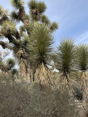 Yucca brevifolia