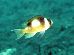 Amblypomacentrus breviceps
