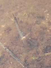 Chirocephalus diaphanus