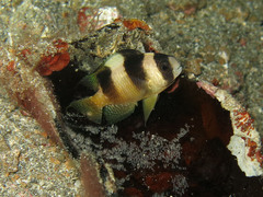 Amblypomacentrus breviceps