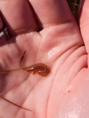 Chirocephalus diaphanus