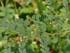 Indigofera tinctoria
