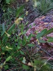 Cryptolepis oblongifolia