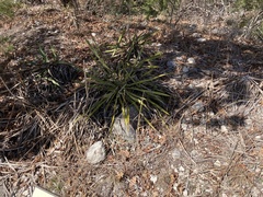 Yucca rupicola