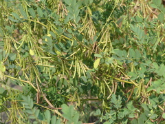 Indigofera tinctoria