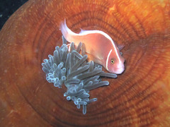 Amphiprion perideraion