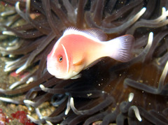 Amphiprion perideraion
