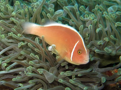 Amphiprion perideraion
