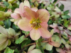 Helleborus orientalis