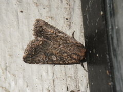 Noctuinae