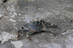 Grapsus tenuicrustatus