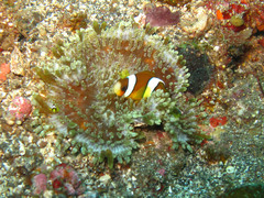 Amphiprion polymnus