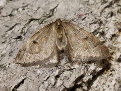 Theria rupicapraria