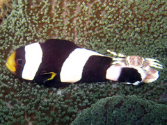 Amphiprion polymnus