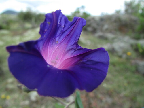 Tall morning-glory (Ipomoea purpurea)