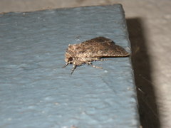 Noctuinae