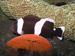 Amphiprion polymnus
