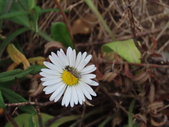 Meliscaeva auricollis