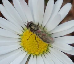 Meliscaeva auricollis