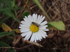 Meliscaeva auricollis