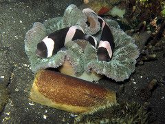 Amphiprion polymnus