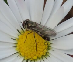 Meliscaeva auricollis