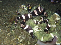Amphiprion polymnus