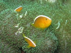 Amphiprion sandaracinos