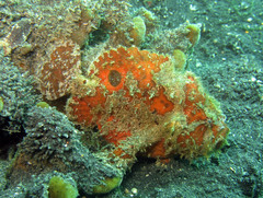 Antennarius biocellatus