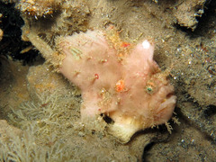 Abantennarius coccineus