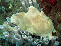 Antennarius commerson