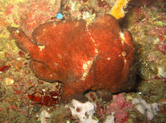 Antennarius commerson